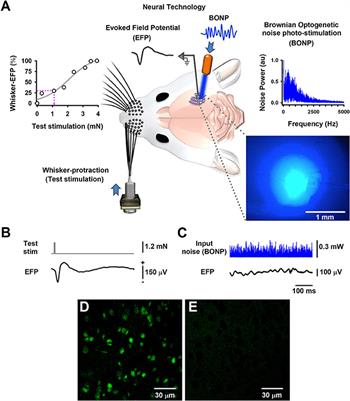 Brownian Optogenetic-Noise-Photostimulation on the Brain Amplifies Somatosensory-Evoked Field Potentials